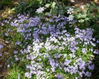 phlox divaricata 11r.jpg